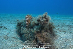 Seahorse on rocks. Taken with Nikon D60, with Nikkor 18-5... by Francesco Pacienza 